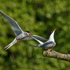 Balz bei den Flussseeschwalben (Sterna hirundo)