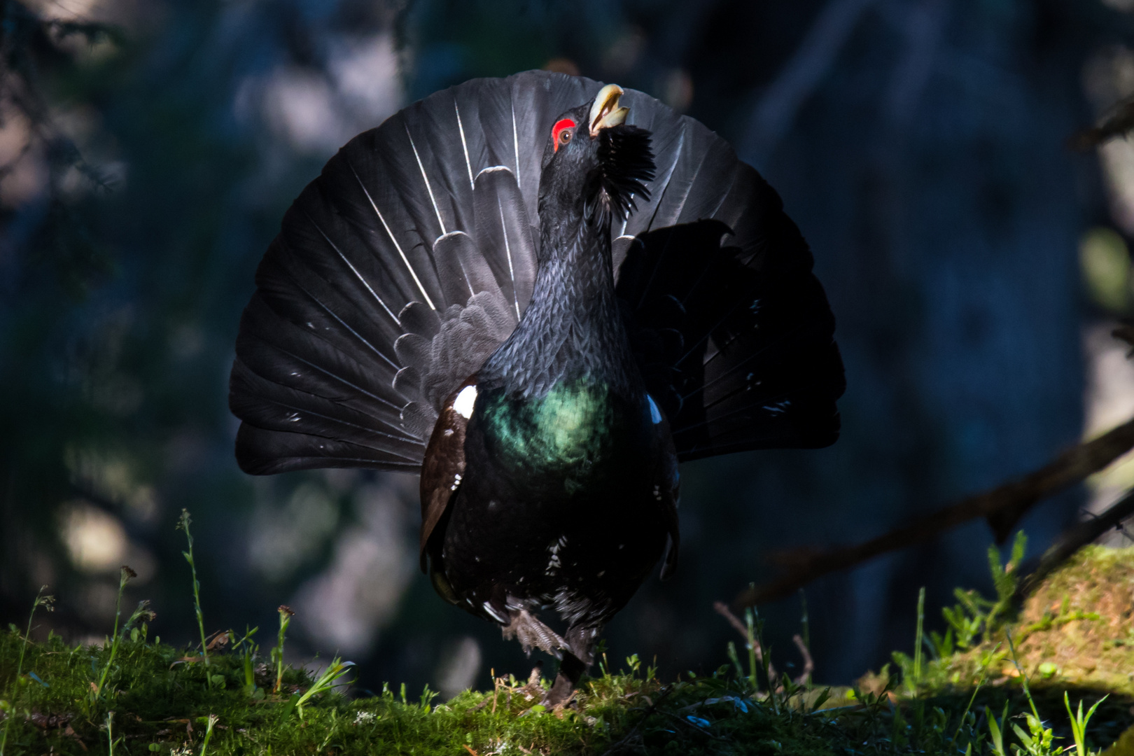 Balz Foto & Bild tiere, wildlife, wild lebende vögel Bilder auf