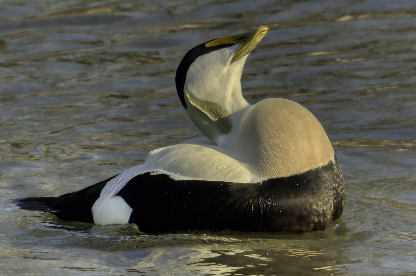 Balz Foto & Bild tiere, wildlife, wild lebende vögel Bilder auf