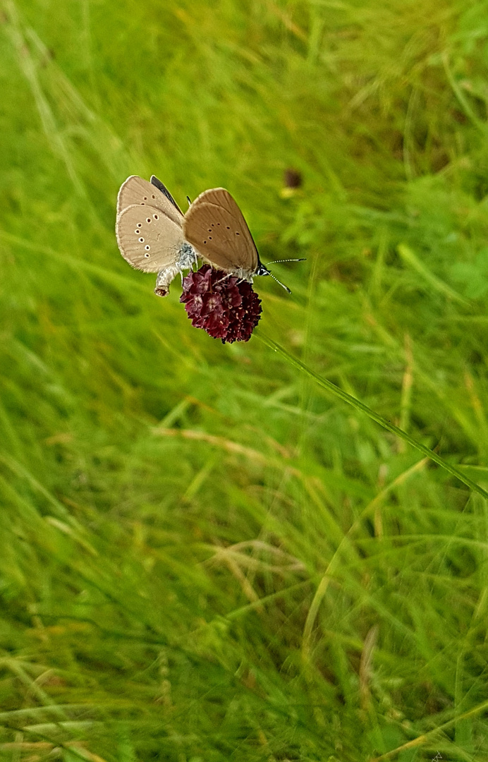 Balz Foto & Bild natur, landschaft, insekten Bilder auf