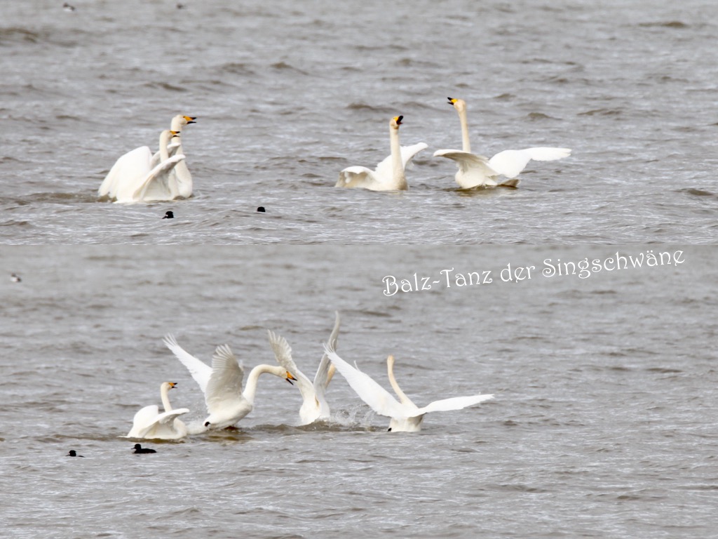 Balz-Tanz der Singschwäne