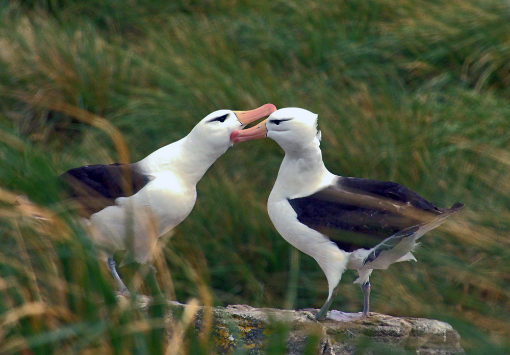 Balzende Albatrose