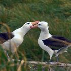 Balzende Albatrose