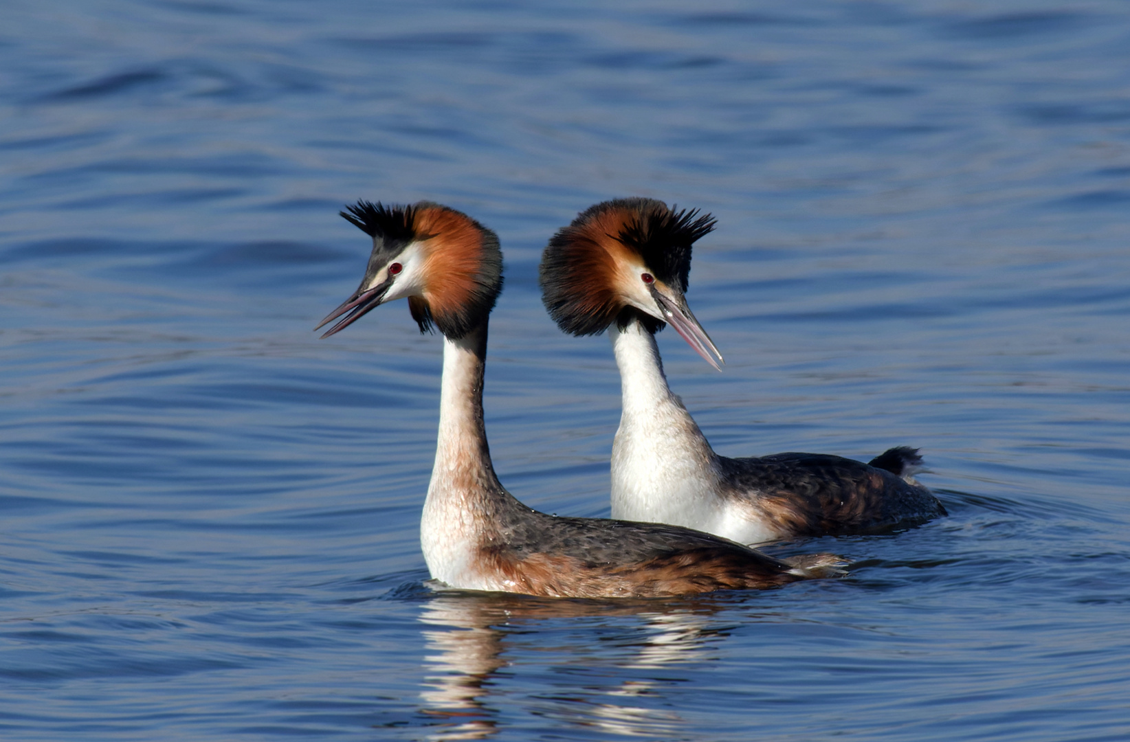 Balzende Haubentaucher (Podiceps cristatus) 