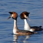 Balzende Haubentaucher (Podiceps cristatus) 