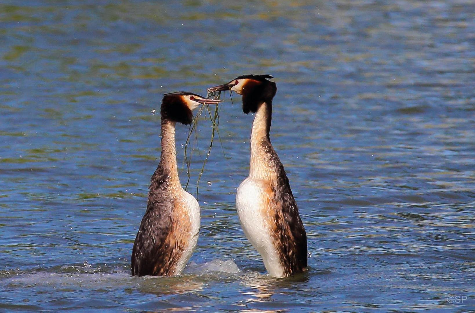 Balzende Haubentaucher (Podiceps cristatus)