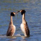 Balzende Haubentaucher (Podiceps cristatus)