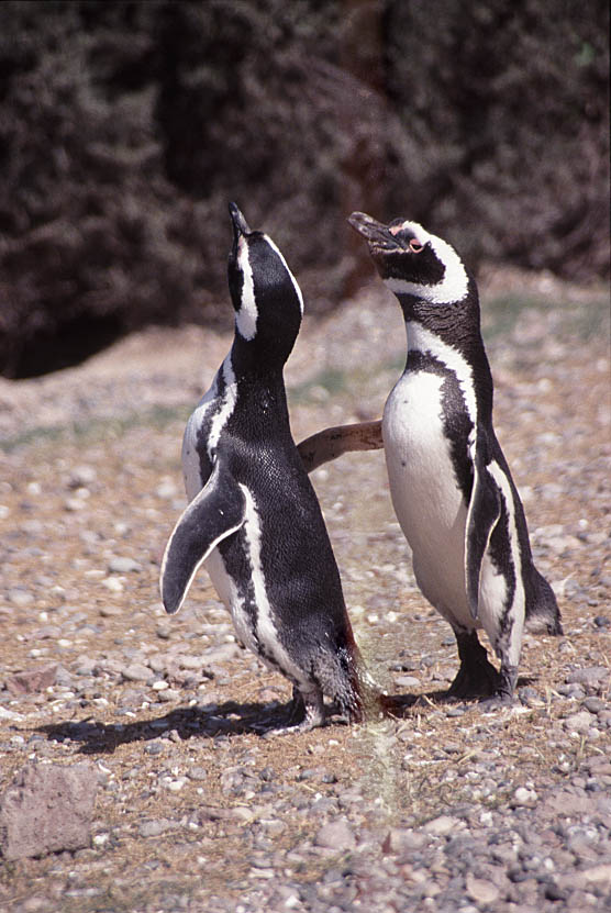 Balzende Pinguine