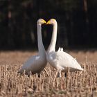 Balzende Singschwäne