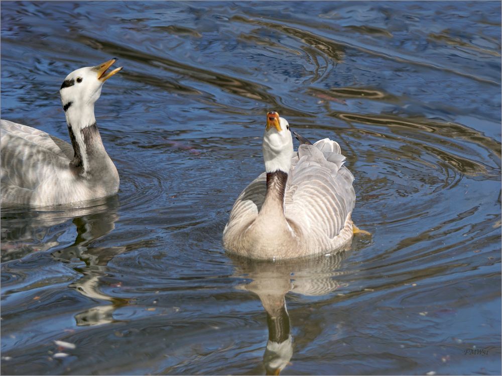 Balzende Streifengänse im Teich