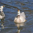 Balzende Streifengänse im Teich