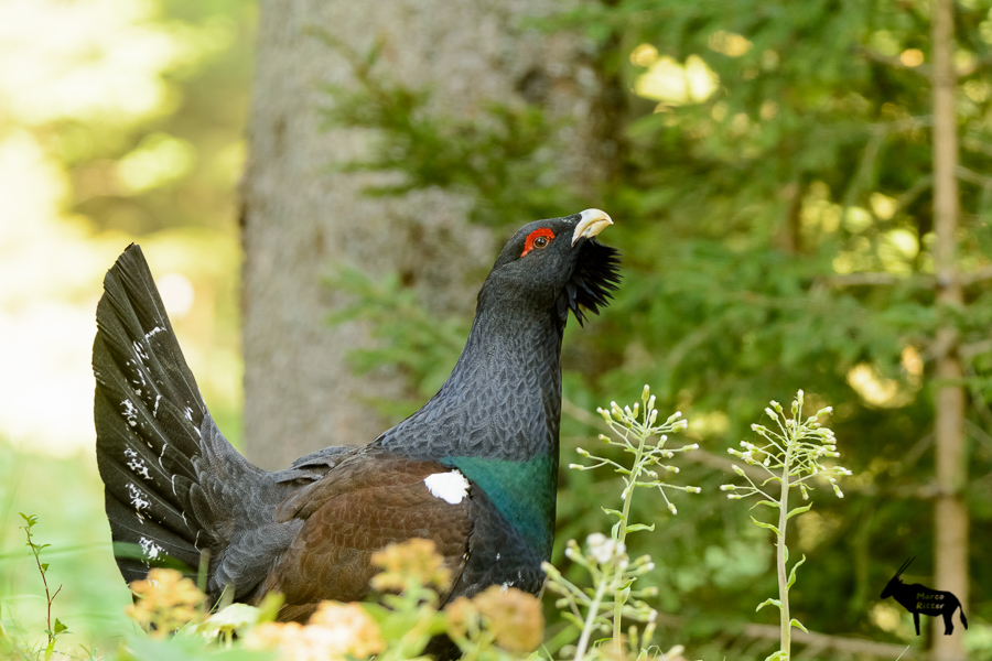 Balzender Auerhahn