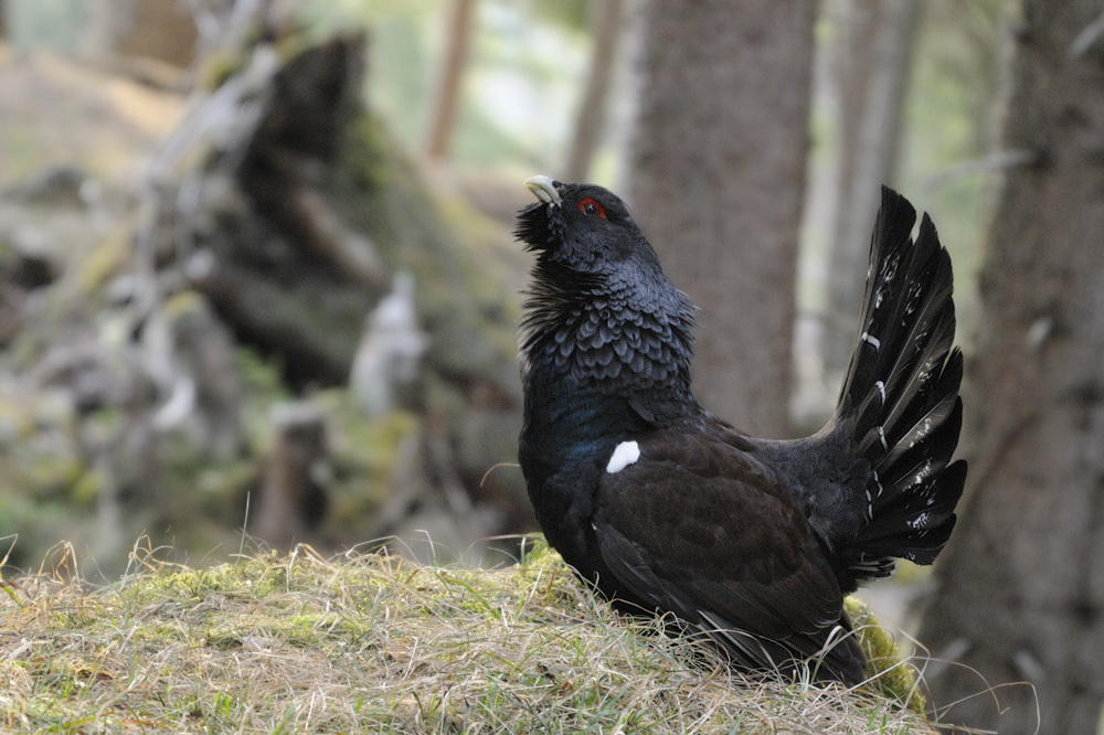 Balzender Auerhahn