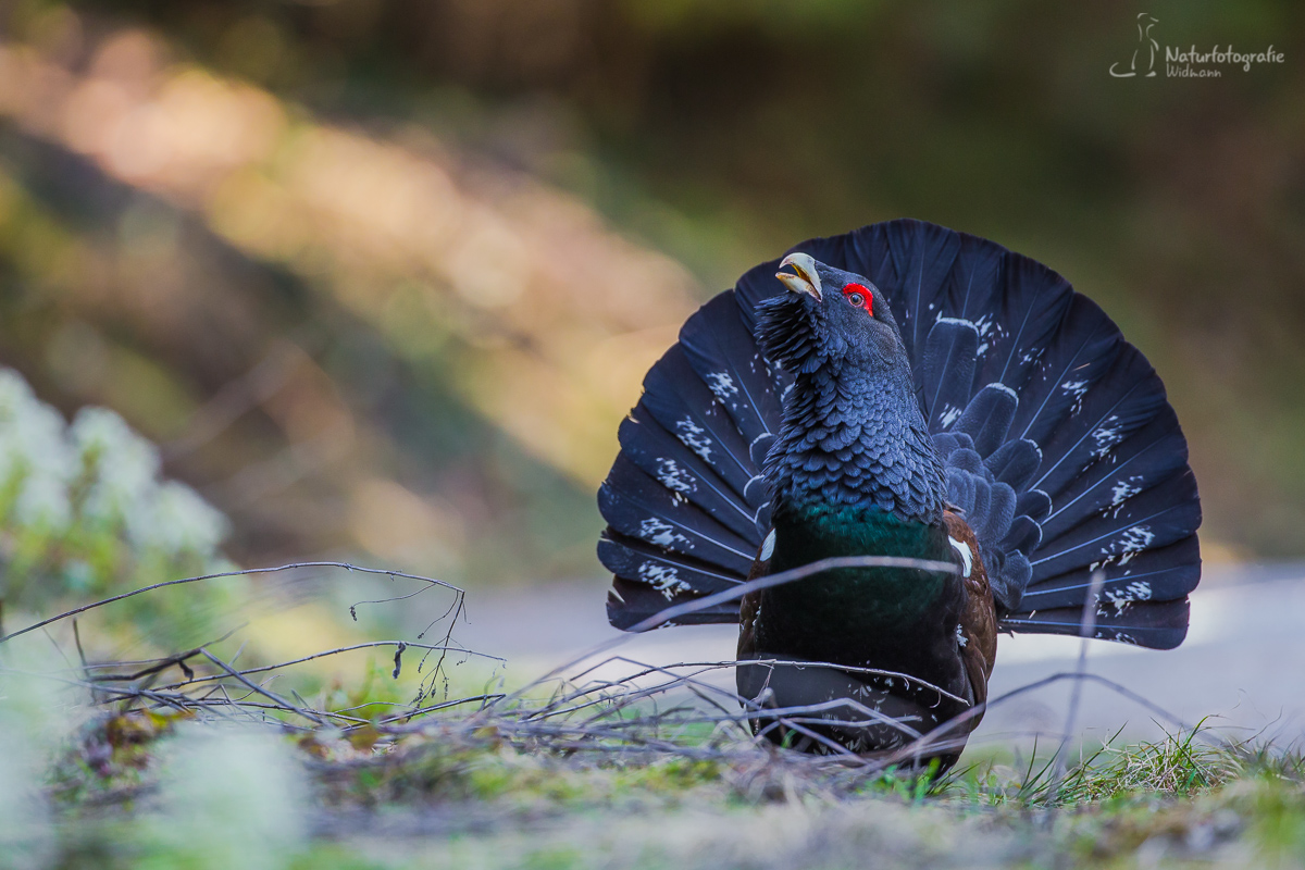 Balzender Auerhahn