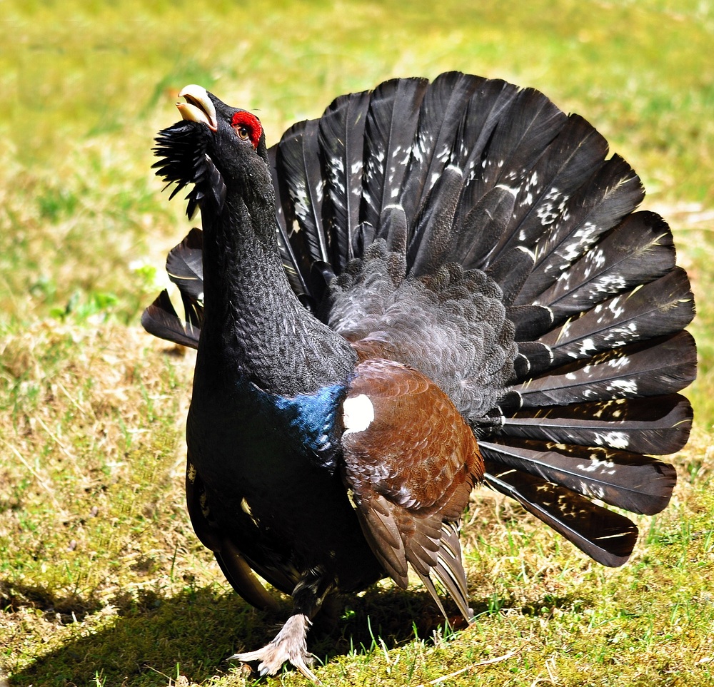 Balzender Auerhahn