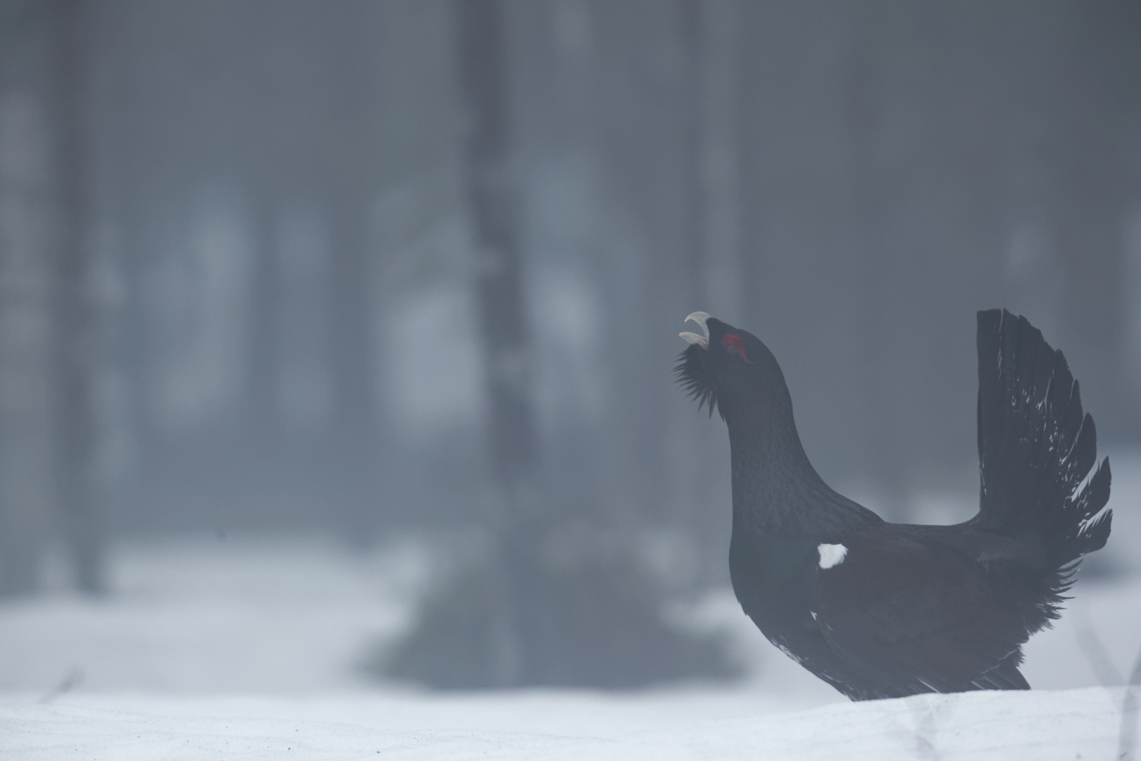 balzender Auerhahn im Nebel