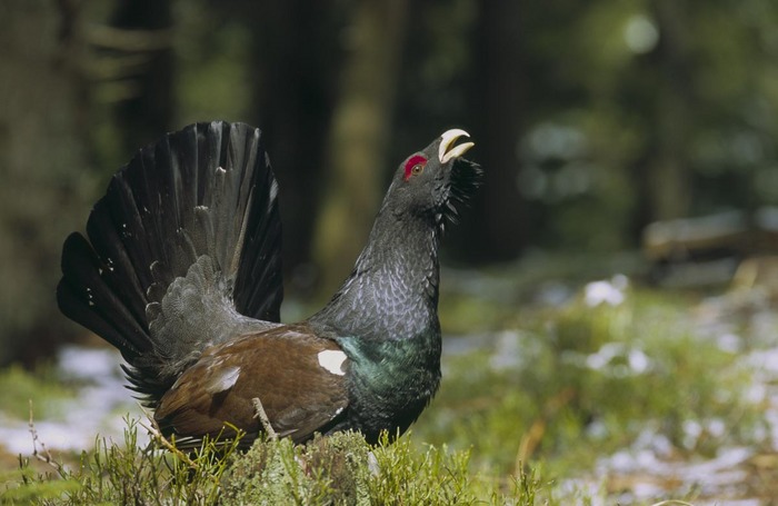 Balzender Auerhahn-Schwarzwald