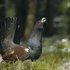 Balzender Auerhahn-Schwarzwald