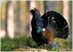 - Balzender Auerhahn - ( Tetrao urogallus )