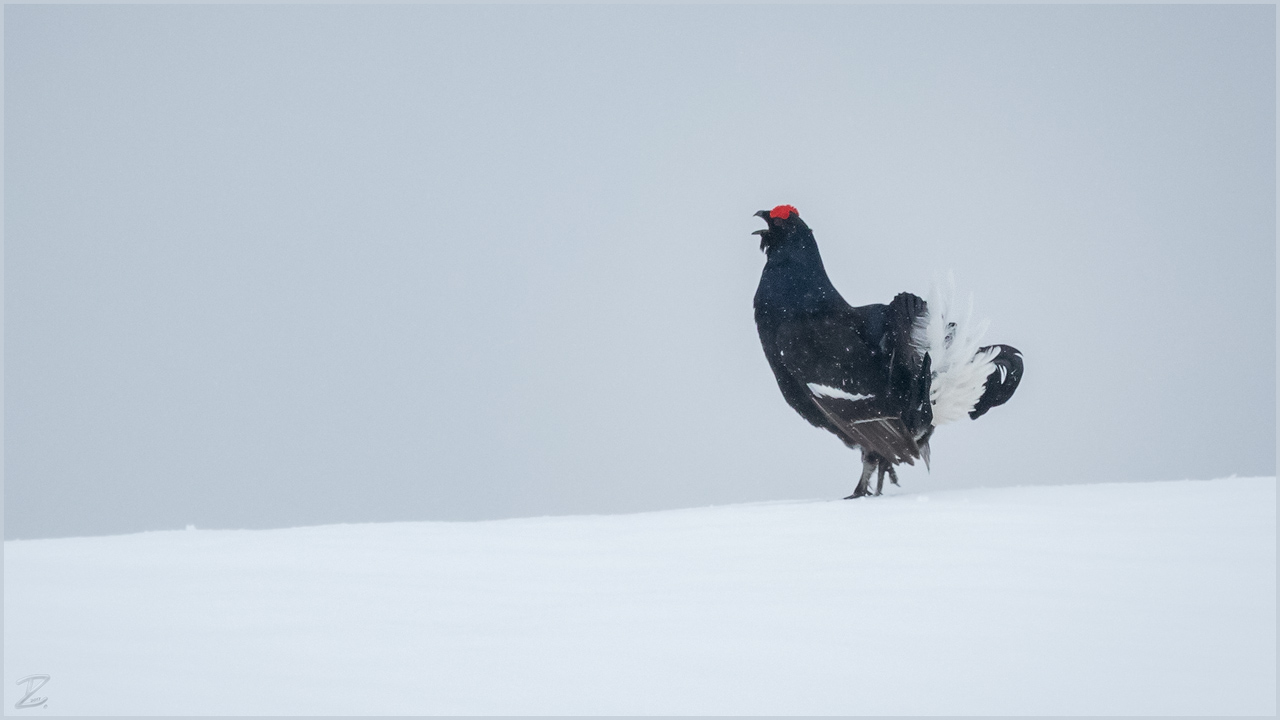 Balzender Birkhahn