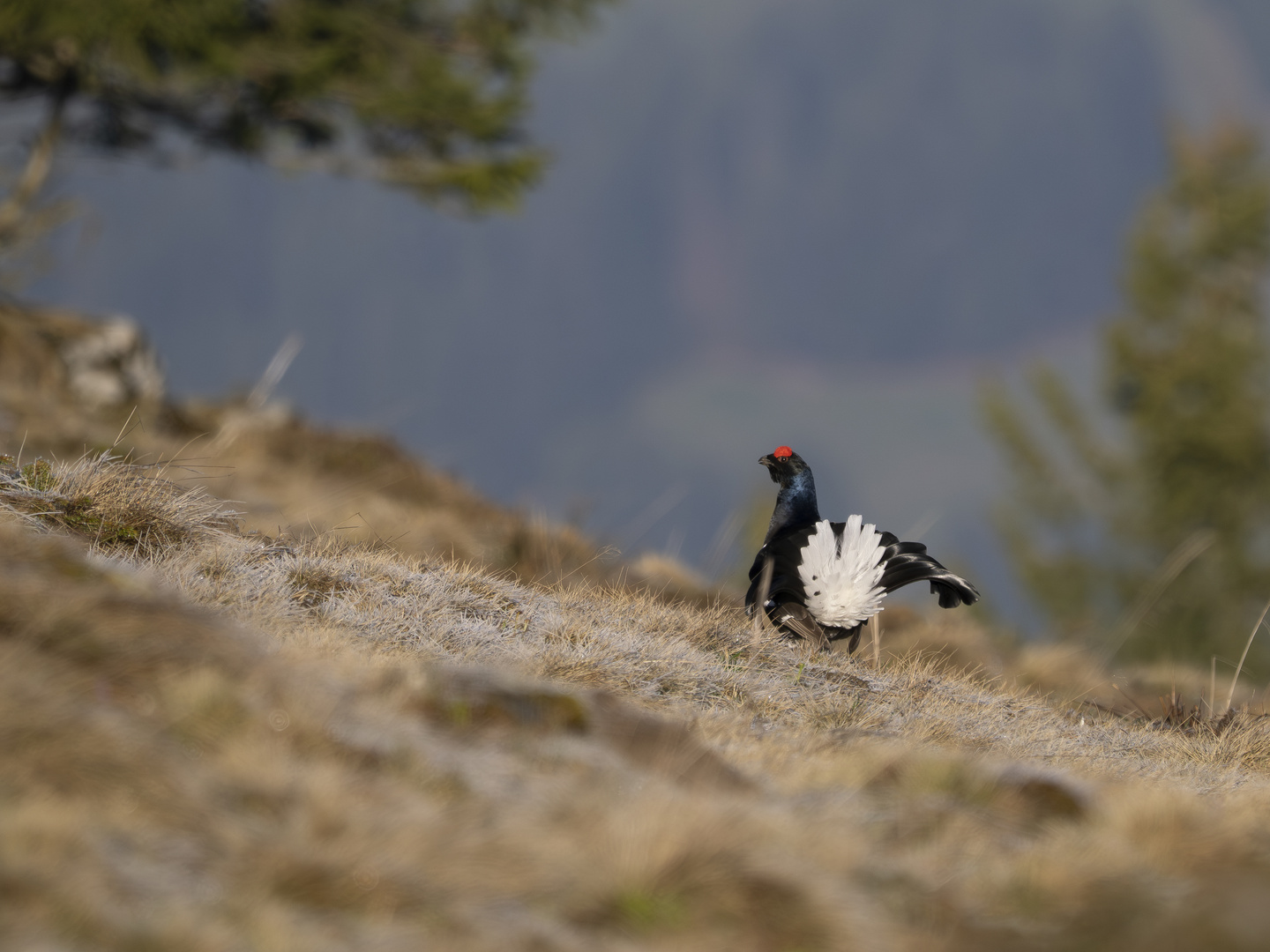 Balzender Birkhahn