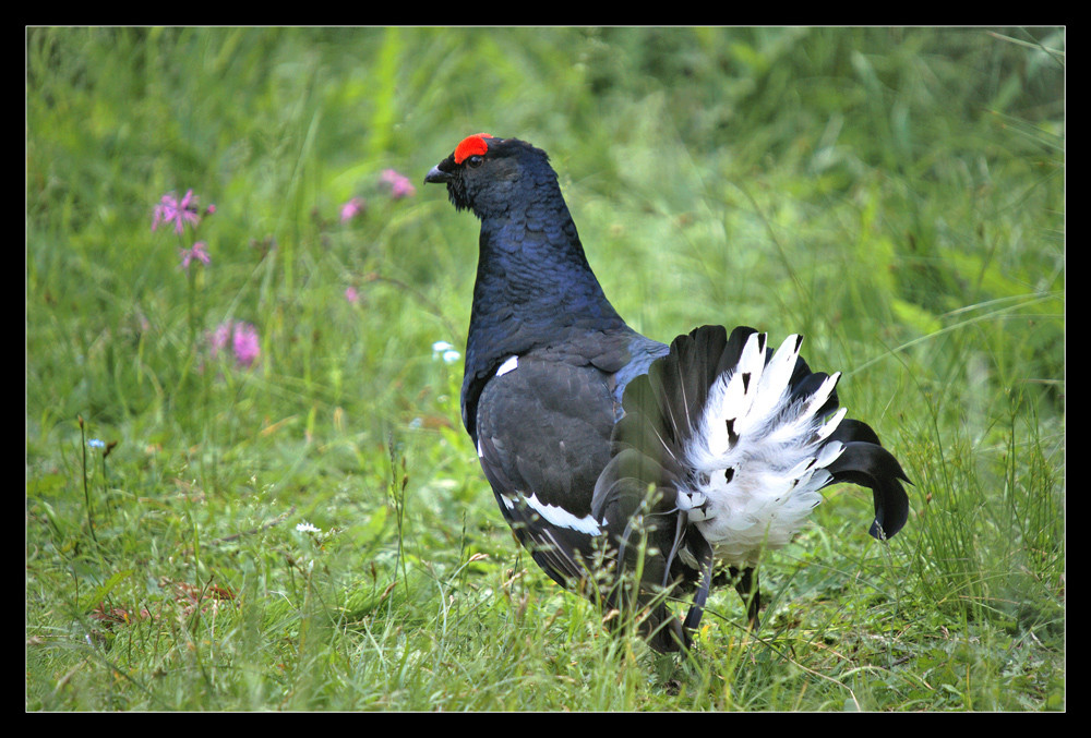 Balzender Birkhahn