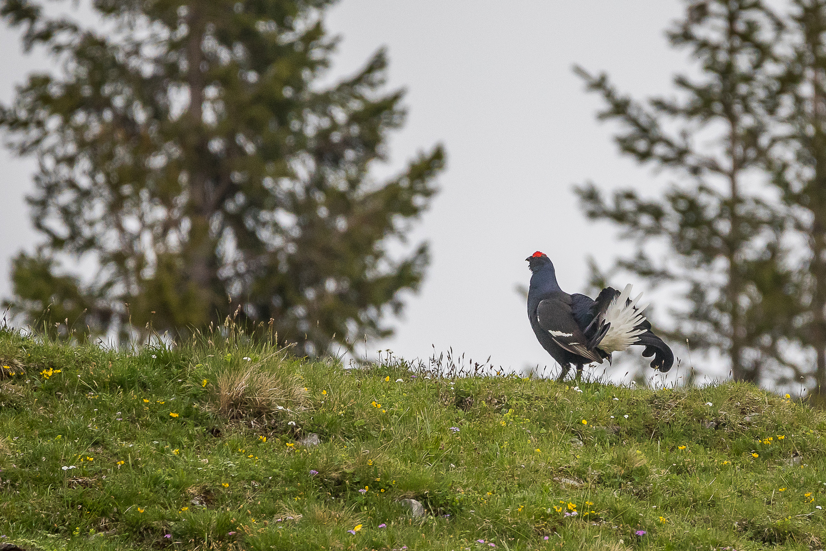 Balzender Birkhahn