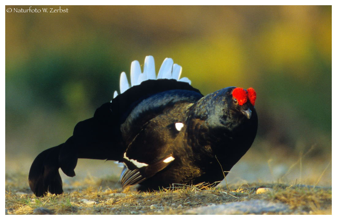 ---- Balzender Birkhahn ----- ( Tetrao tetrix )