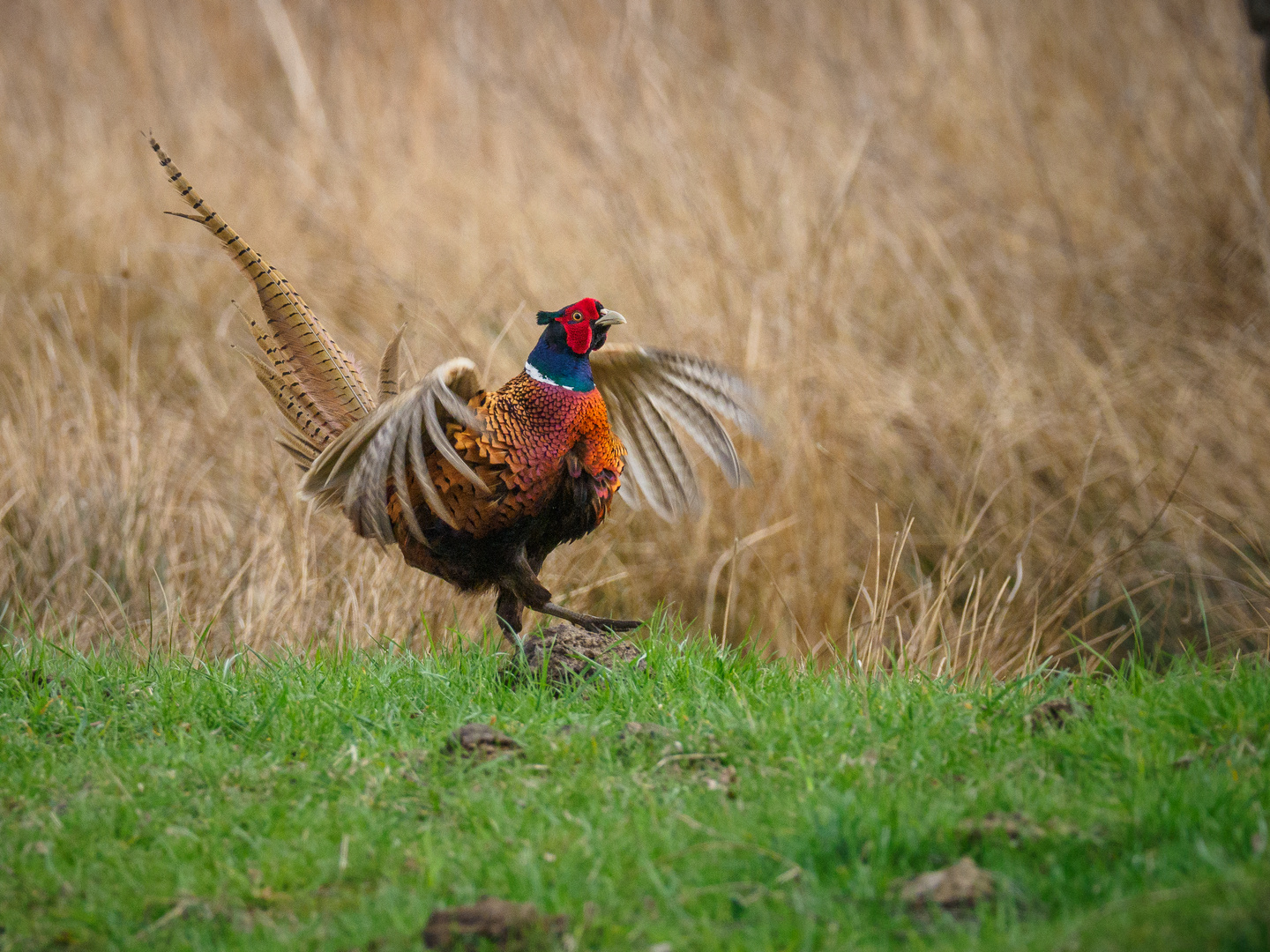 Balzender Fasan (Phasianus colchicus)