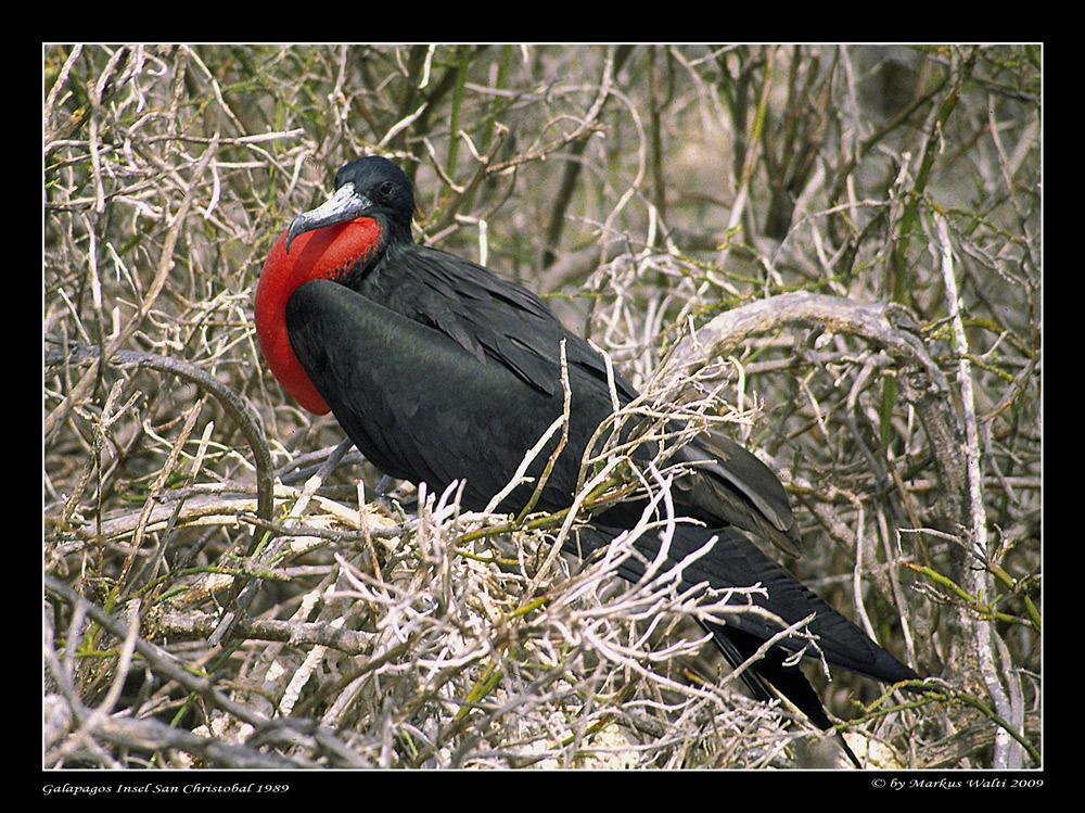 Balzender Fregattvogel.