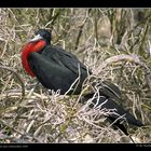 Balzender Fregattvogel.