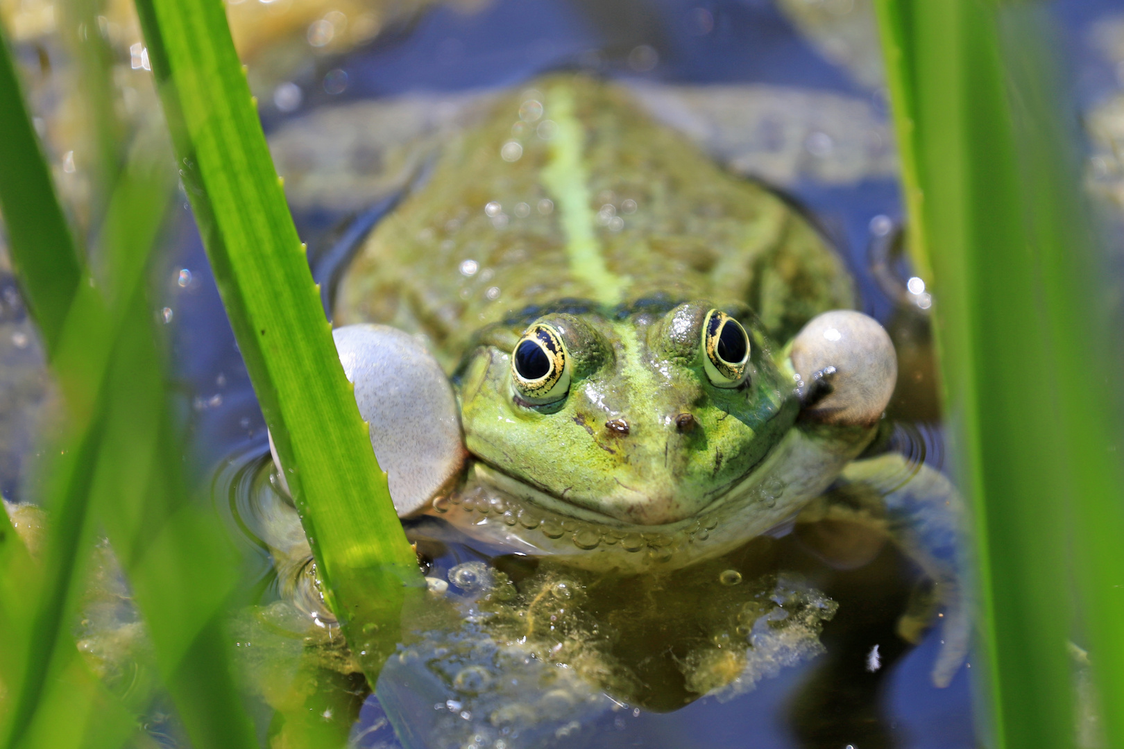 Balzender Frosch