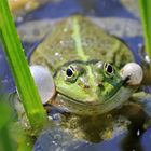 Balzender Frosch