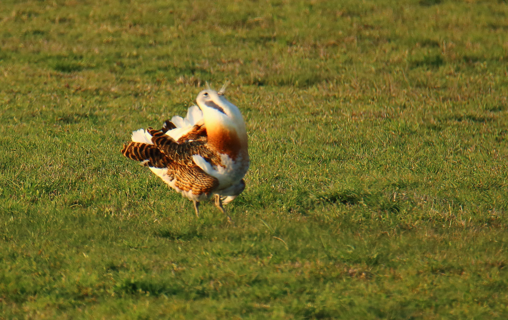 balzender Großtrappenhahn