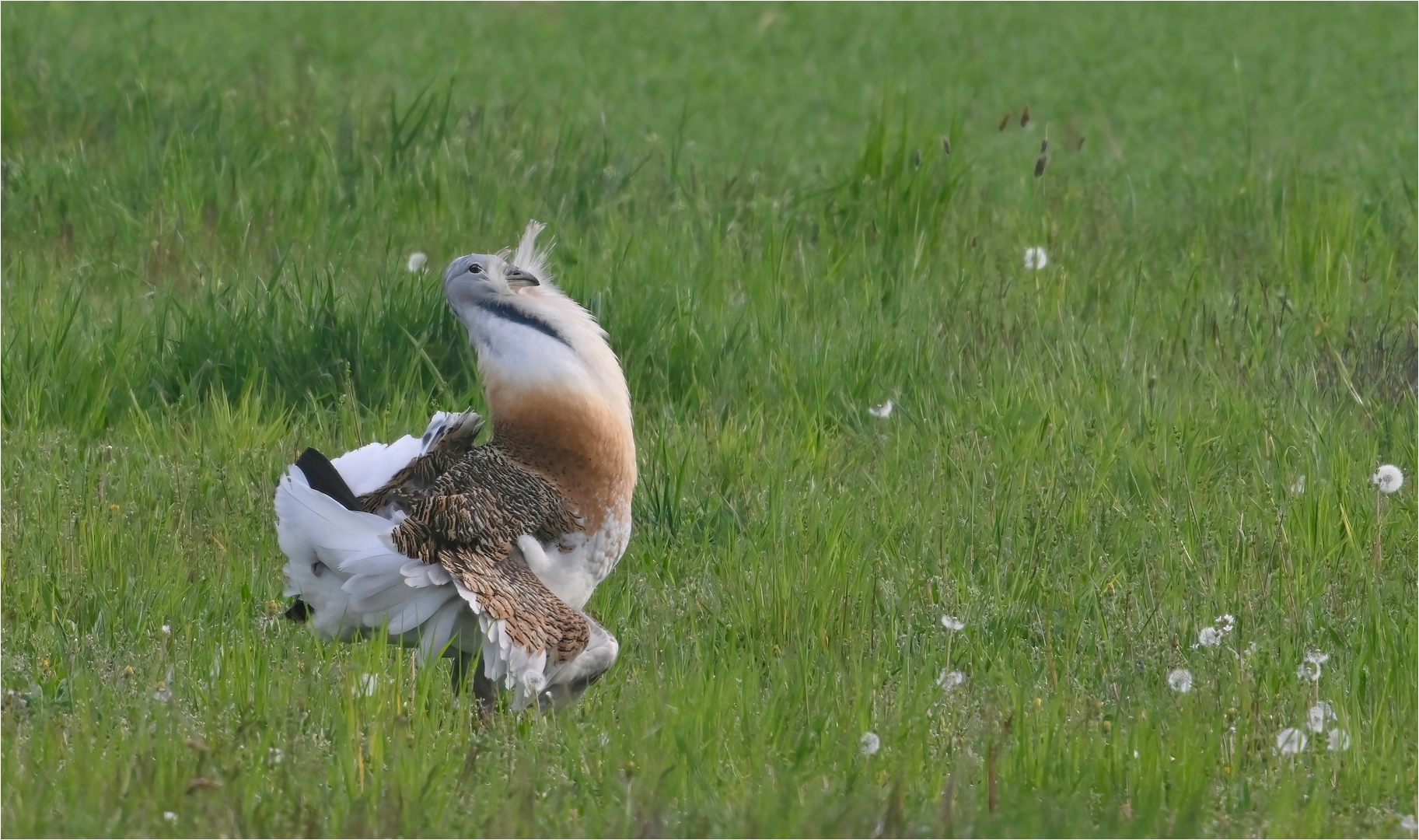 Balzender Hahn