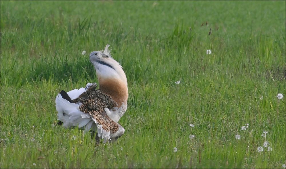 Balzender Hahn