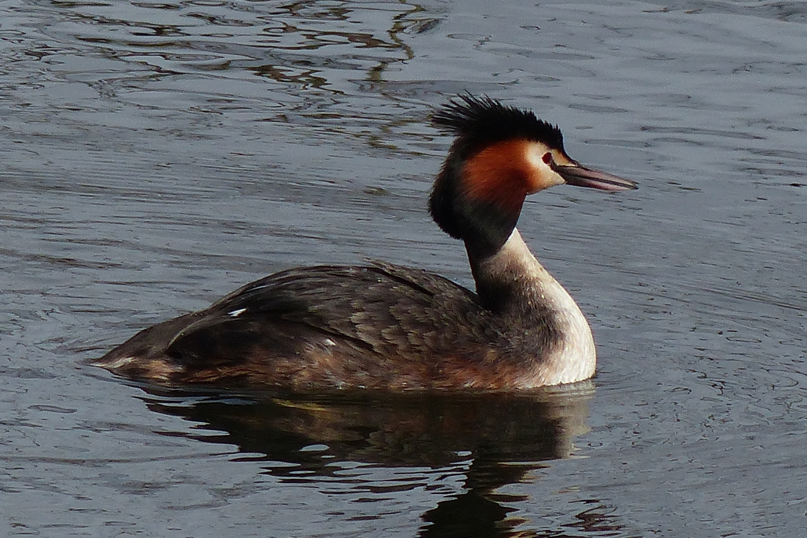 Balzender Haubentaucher