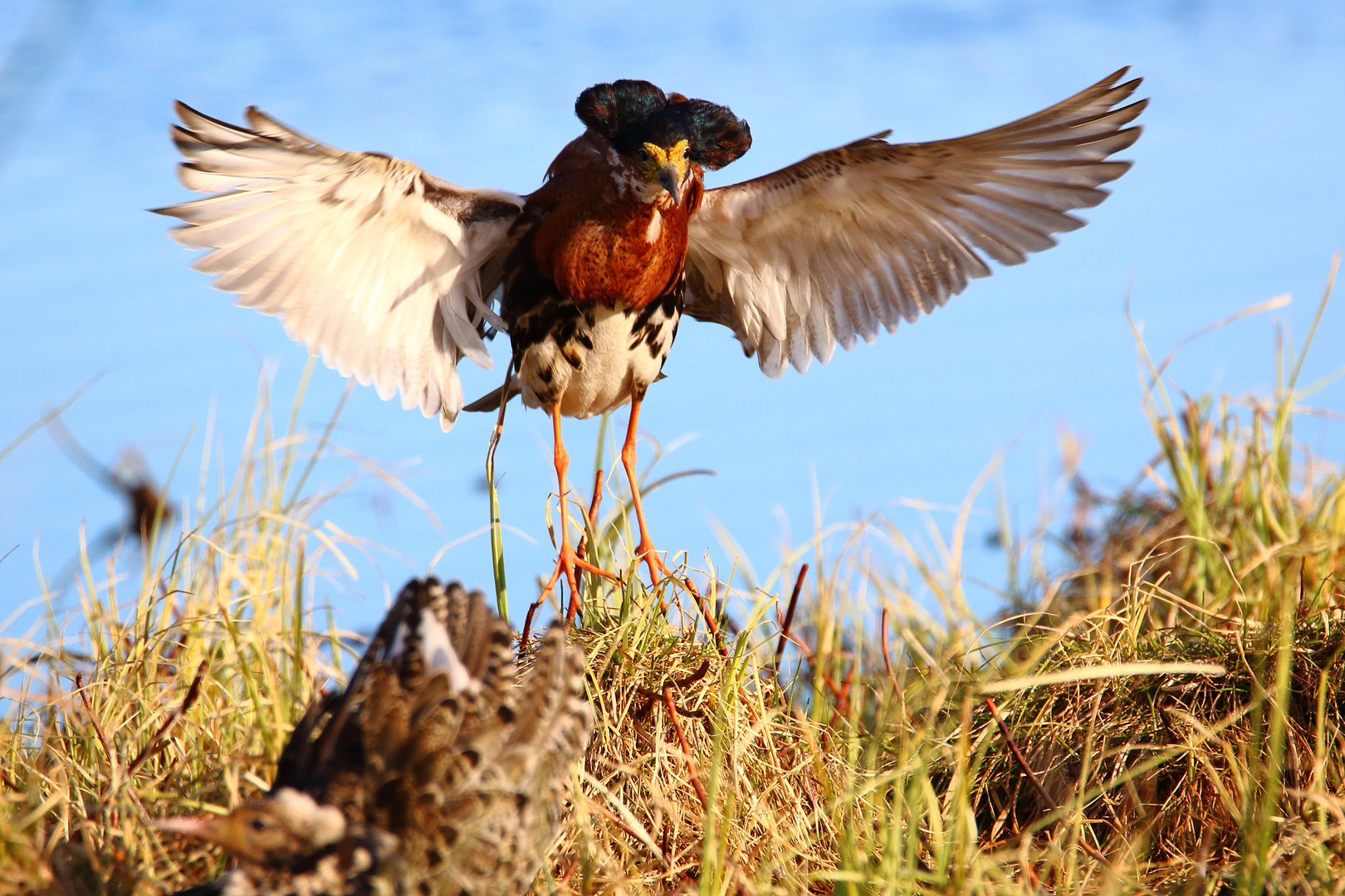 Balzender Kampfläufer