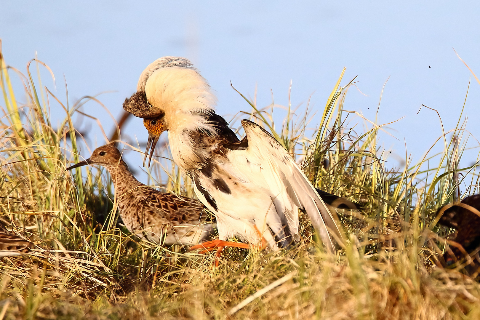 Balzender Kampfläufer mit Weibchen