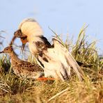 Balzender Kampfläufer mit Weibchen