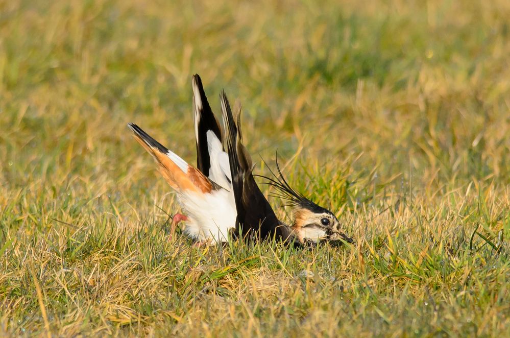 balzender Kiebitz - der Frühling ist da!