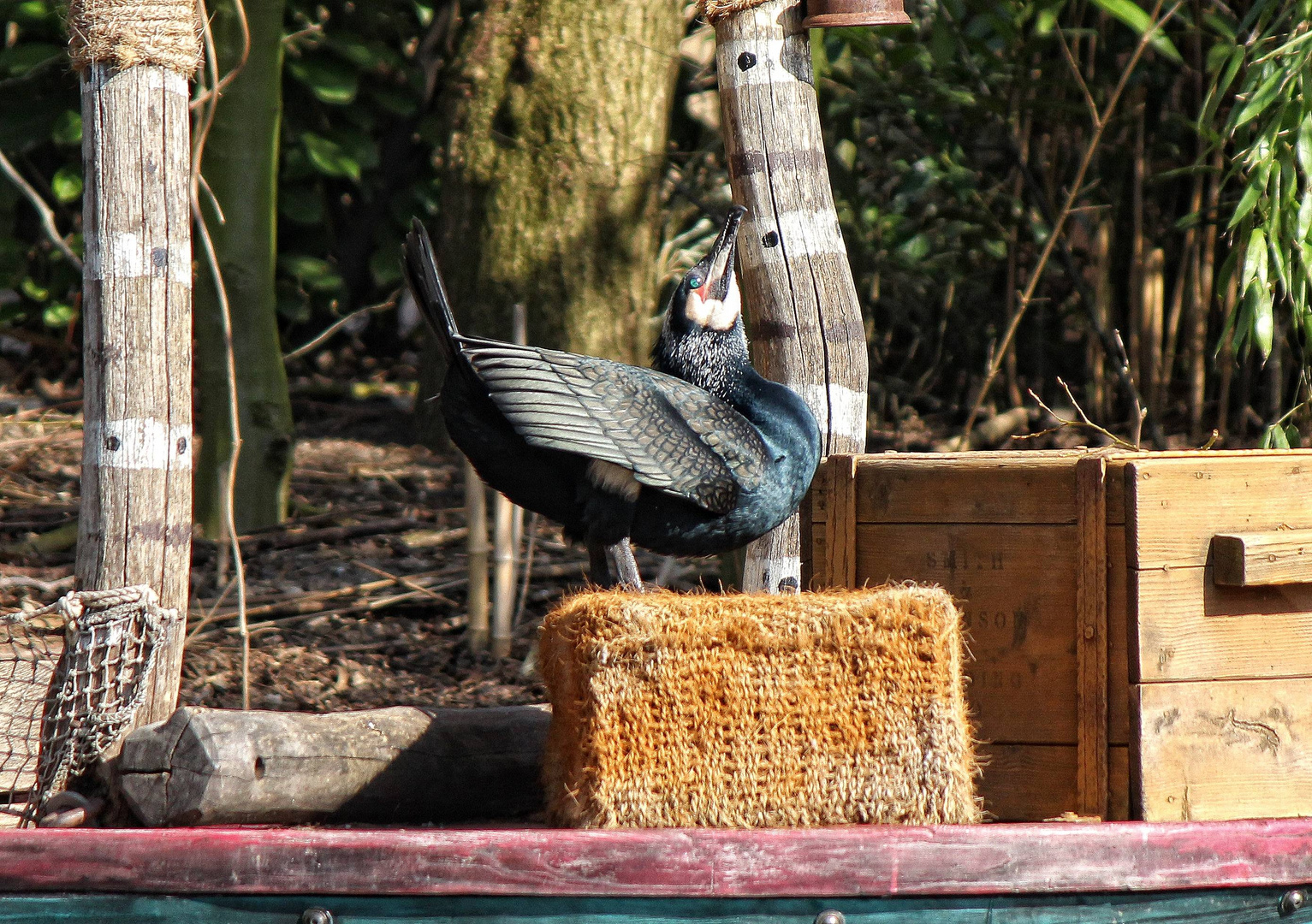 balzender Kormoran