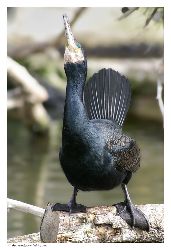 Balzender Kormoran