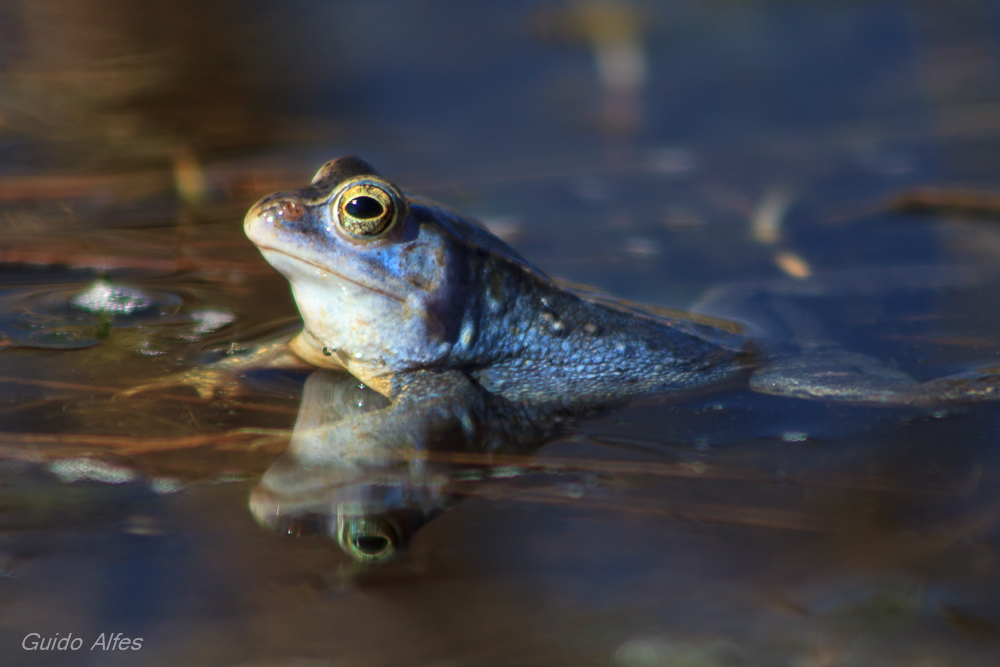 Balzender Moorfrosch