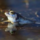 Balzender Moorfrosch