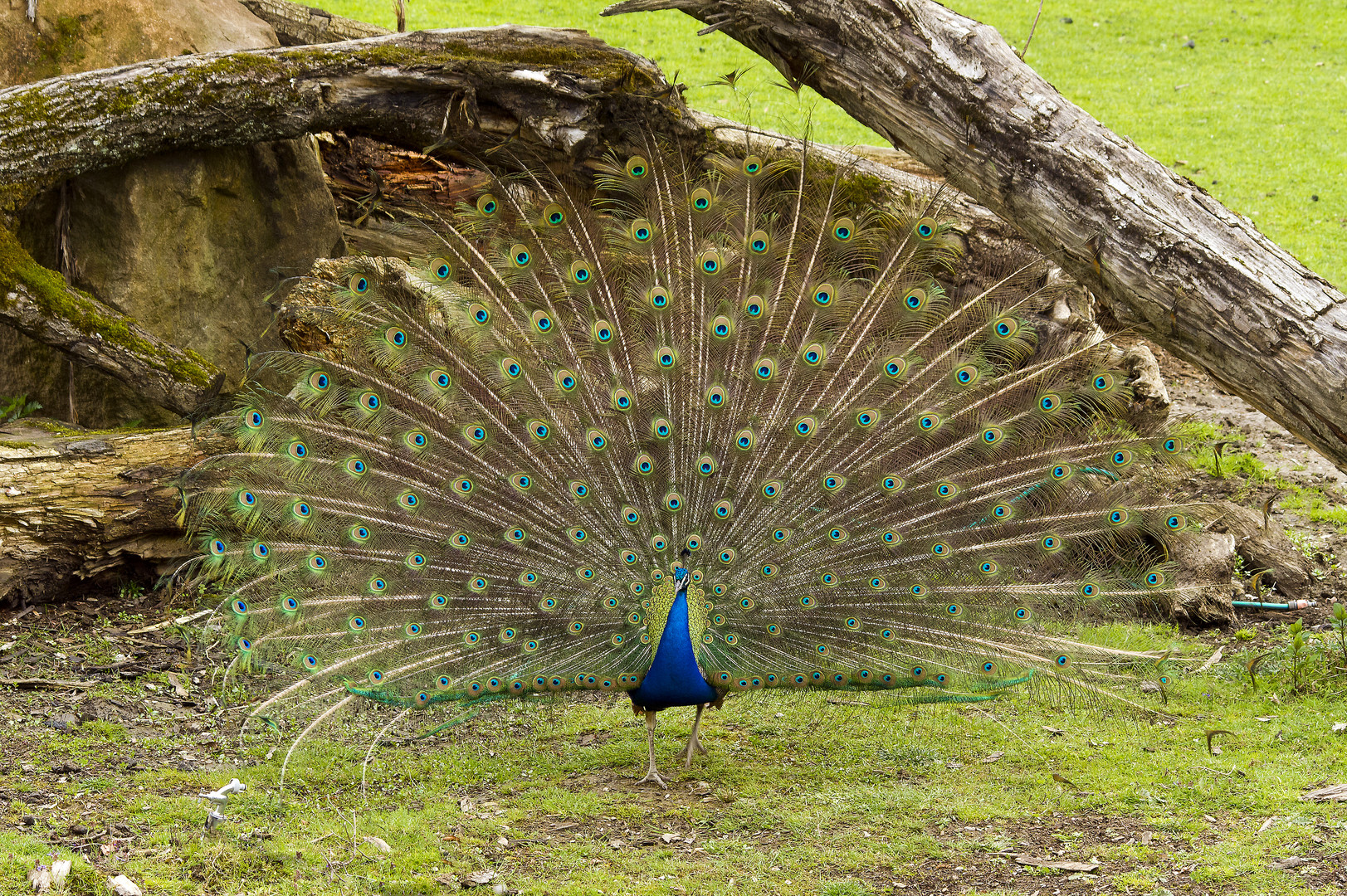 Balzender Pfau