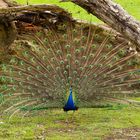 Balzender Pfau