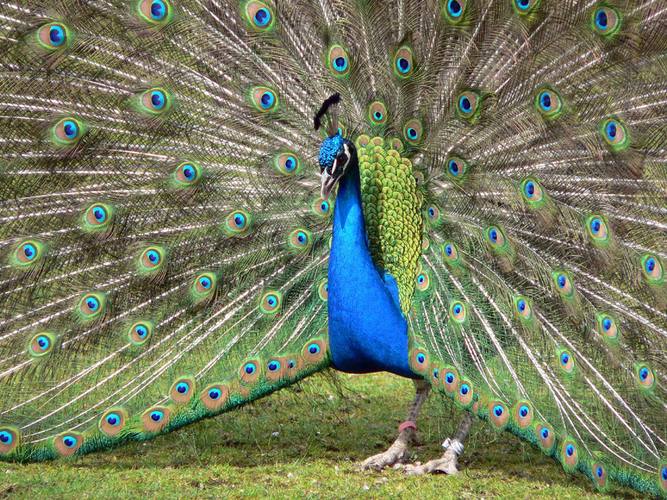 Balzender Pfau