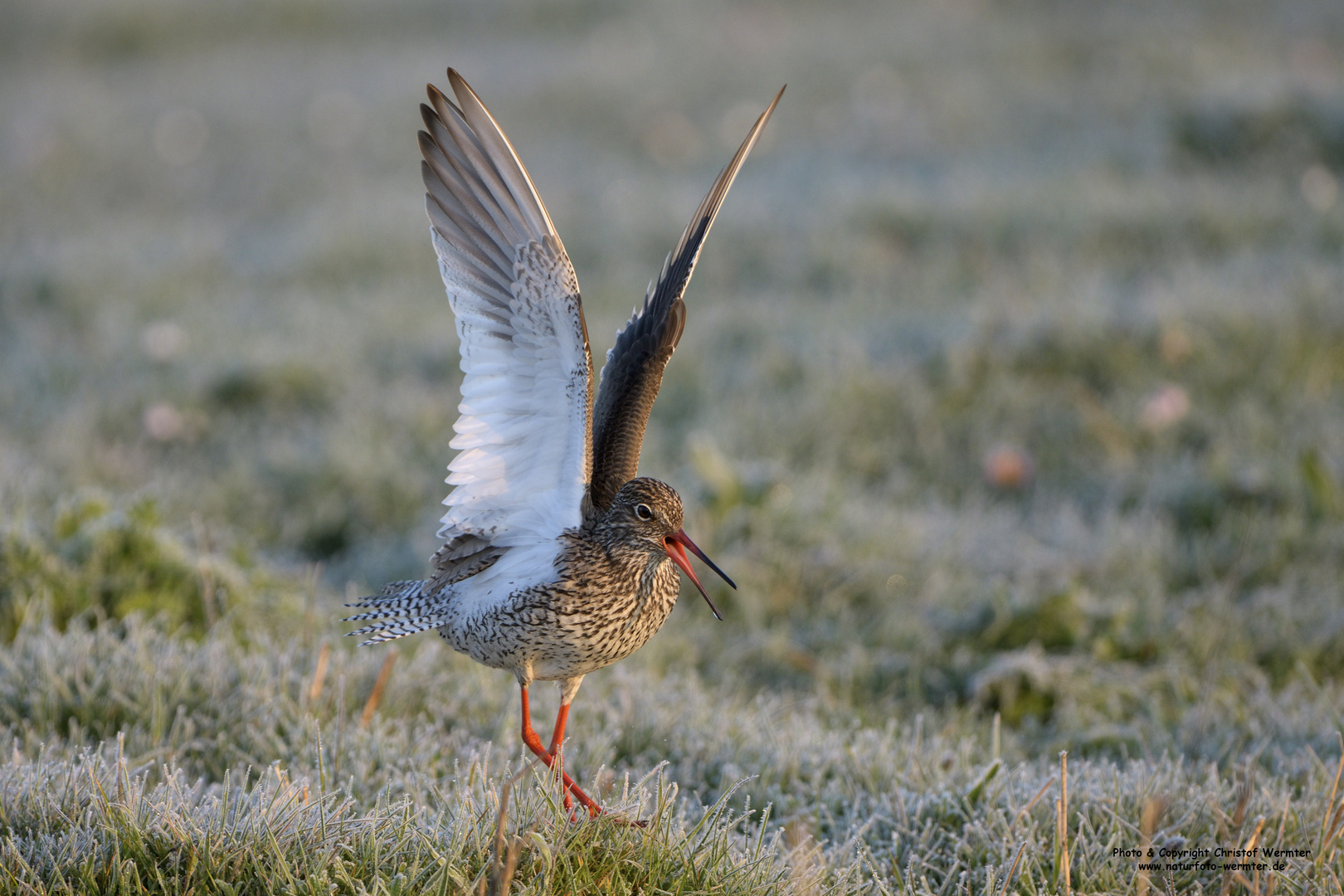 Balzender Rotschenkel