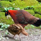 Balzender Satyrtragopan